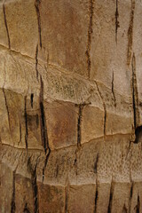 Coconut bark texture