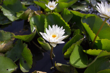 The white lotus means cleanliness in mind.