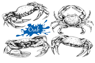 Hand drawn crabs