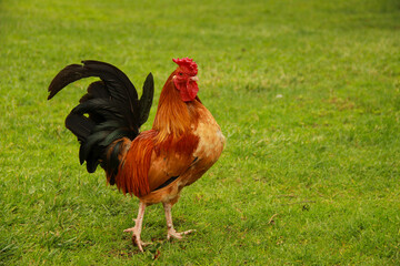 Beautiful rooster, cock symbol of New Chinese year 2017