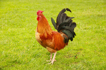 Beautiful rooster, cock symbol of New Chinese year 2017