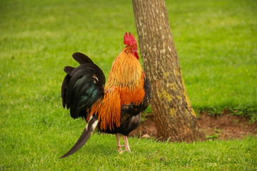 Beautiful rooster, cock symbol of New Chinese year 2017