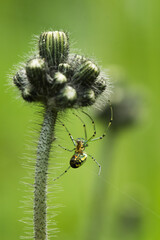 spider on hawkweed