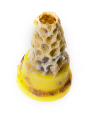 open bee queen comb - Apis mellifera,artificial breeding