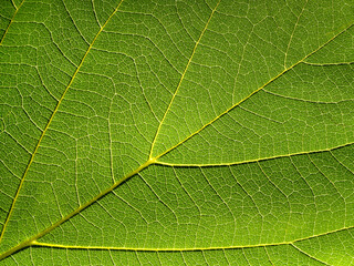 green leaves background