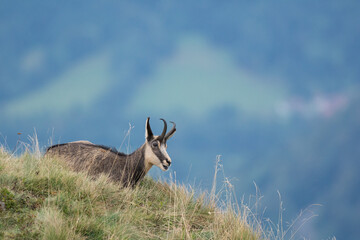 Chamois