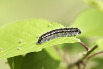 Caterpillar Hawthorn on green leaf