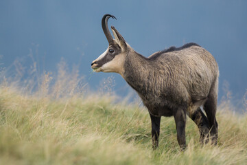 Chamois