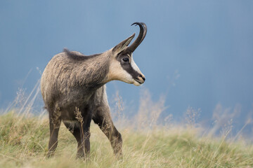 Chamois