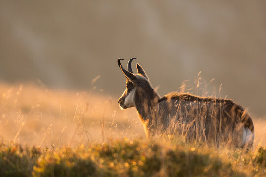 Chamois