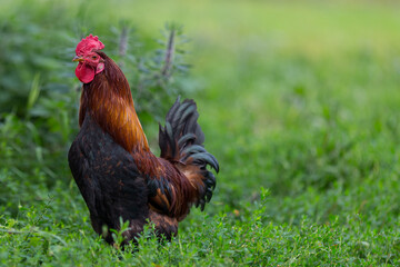 Colorful rooster or fighting cock in the farm.
