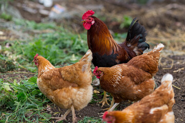Hen and rooster feed on the traditional rural barnyard at sunny day. Free range poultry farming.