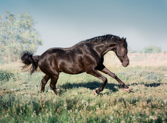 Black horse with white line on face runs on a green field on clouds background