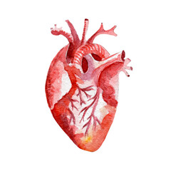 Anatomy human organ heart illustration. Hand drawn watercolor on white background. - 157165850