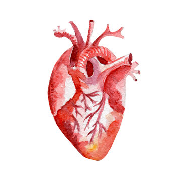 Anatomy human organ heart illustration. Hand drawn watercolor on white background.