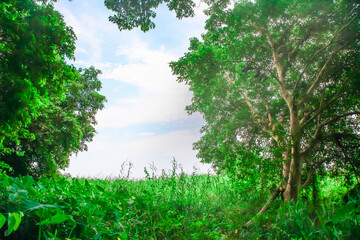 Blurred Background forest trees canopy and sky nature green wood at sunlight .