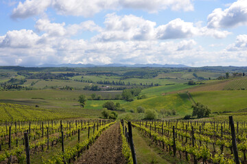 Fototapeta premium Vignes Toscane 