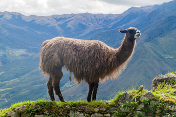 Lama at Kuelap ruins, northern Peru