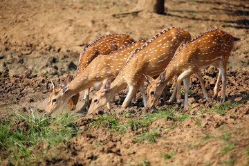 The chital  or cheetal (Axis axis), also known as spotted deer or axis deer, herd drinking from waterholes