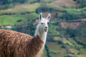 Obraz premium Lama at Kuelap ruins, northern Peru