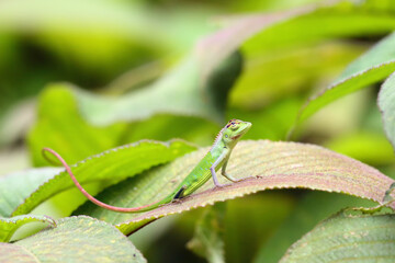 The common green forest lizard (Calotes calotes) , young on the leaf