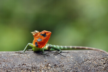 The common green forest lizard (Calotes calotes) on the rock with green background