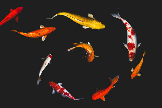 koi fish isolated on black background Stock Photo | Adobe Stock koi fish isolated on black background Stock Photo | Adobe Stock