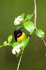 The purple-rumped sunbird (Leptocoma zeylonica) sitting on the branch with green background