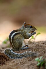 The Indian palm squirrel or three-striped palm squirrel (Funambulus palmarum) eating food on the ground
