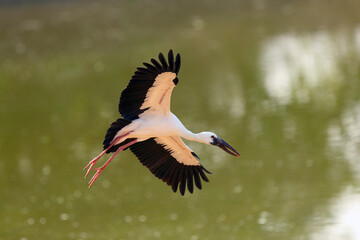 The Asian openbill or Asian openbill stork (Anastomus oscitans) flying