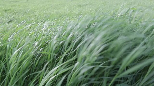 Green grass in a field oscillates in a strong wind against a blue sky background