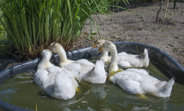 white goose; gosling; Anser anser domesticus,