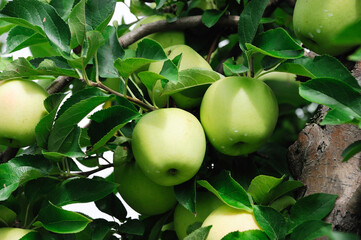 green apples on the tree