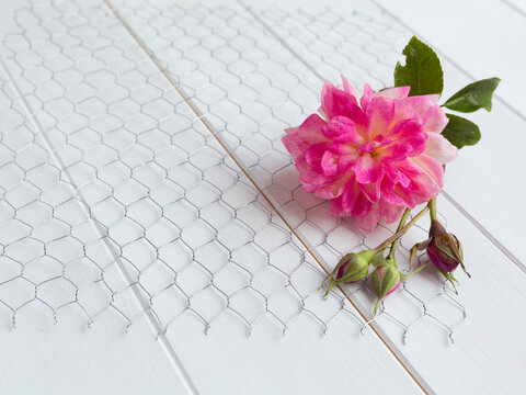 Rose And Rose Buds On Chicken Wire On White Wood Background