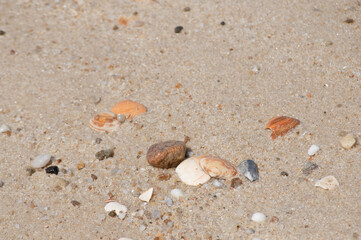 Fototapeta na wymiar natürlicher Strandsand - mit kleinem Treibgut - in intensivem Sonnenlicht eines heißen Sommertags 