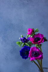 Fresh brihght blue and pink anemones flowers on gray stone background