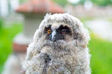 Just flying out of the nest, the owl looks surprised at the tourists in Ryazan