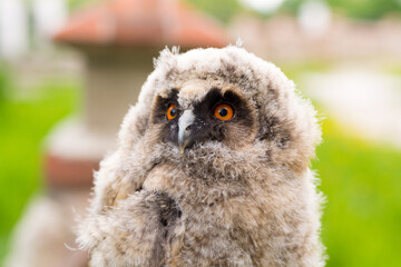 Just flying out of the nest, the owl looks surprised at the tourists in Ryazan
