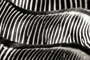 Zebra stripes abstract background