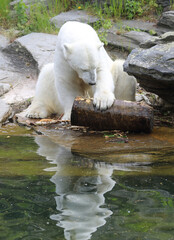 spielender Eisbär