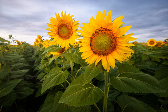 Sunflower field on cloudy morning