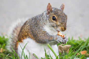 stehendes Grauhörnchen mit einer Nuss (Sciurus carolinensis) grey squirrel