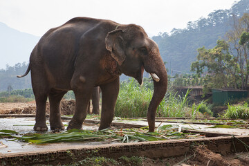 Fototapeta na wymiar Слон ест сахарный тростник.