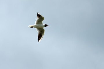 Fototapeta na wymiar Black-Headed Gull in Flight