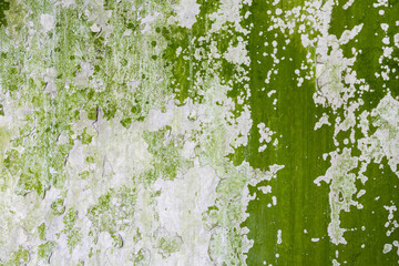 mossy wall texture	