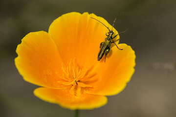 coleopteron insect on California golden poppy