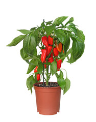 Piment rouge en pot © hcast