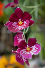 Цветущая экзотическая орхидея.