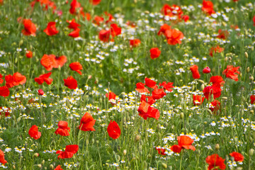  Blumenfeld mit rotem Klatschmohn