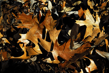 Fall Leaves Background